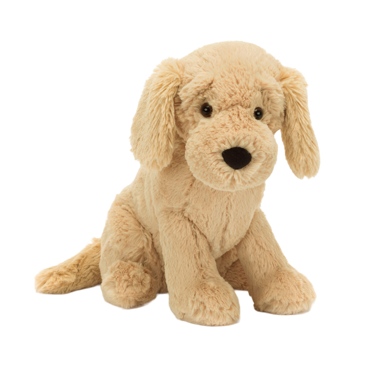 Tilly Golden Retriever